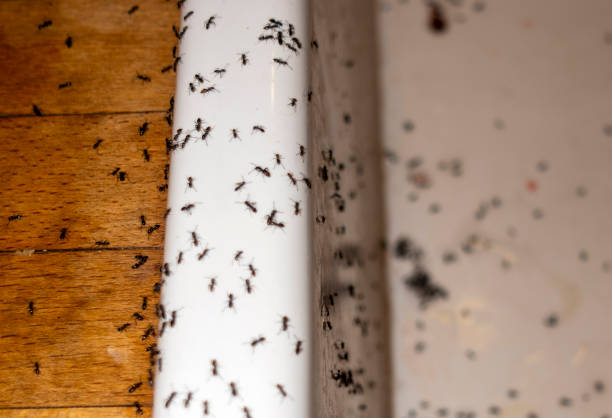 Reliable Woodward, IA Pest Control Solutions